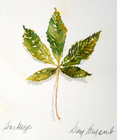 Leaf--buckeye